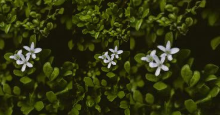 Memory Enhancement Herb: Brahmi