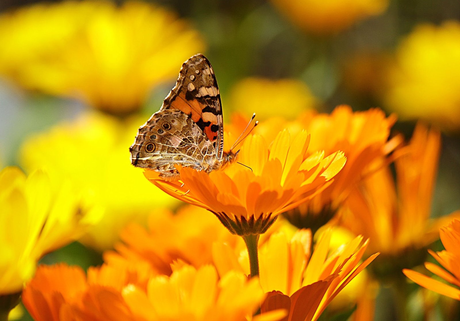 butterfly perched on the yellow petaled flower during daytime