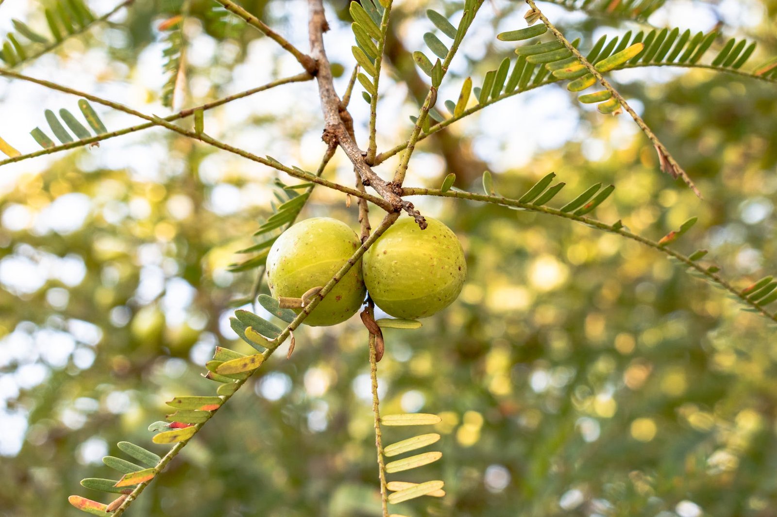 two green nuts on the tree branch