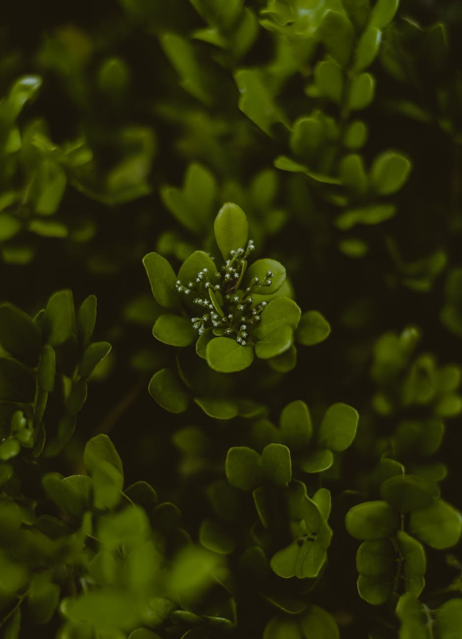 green leaves of plant with blooming flower