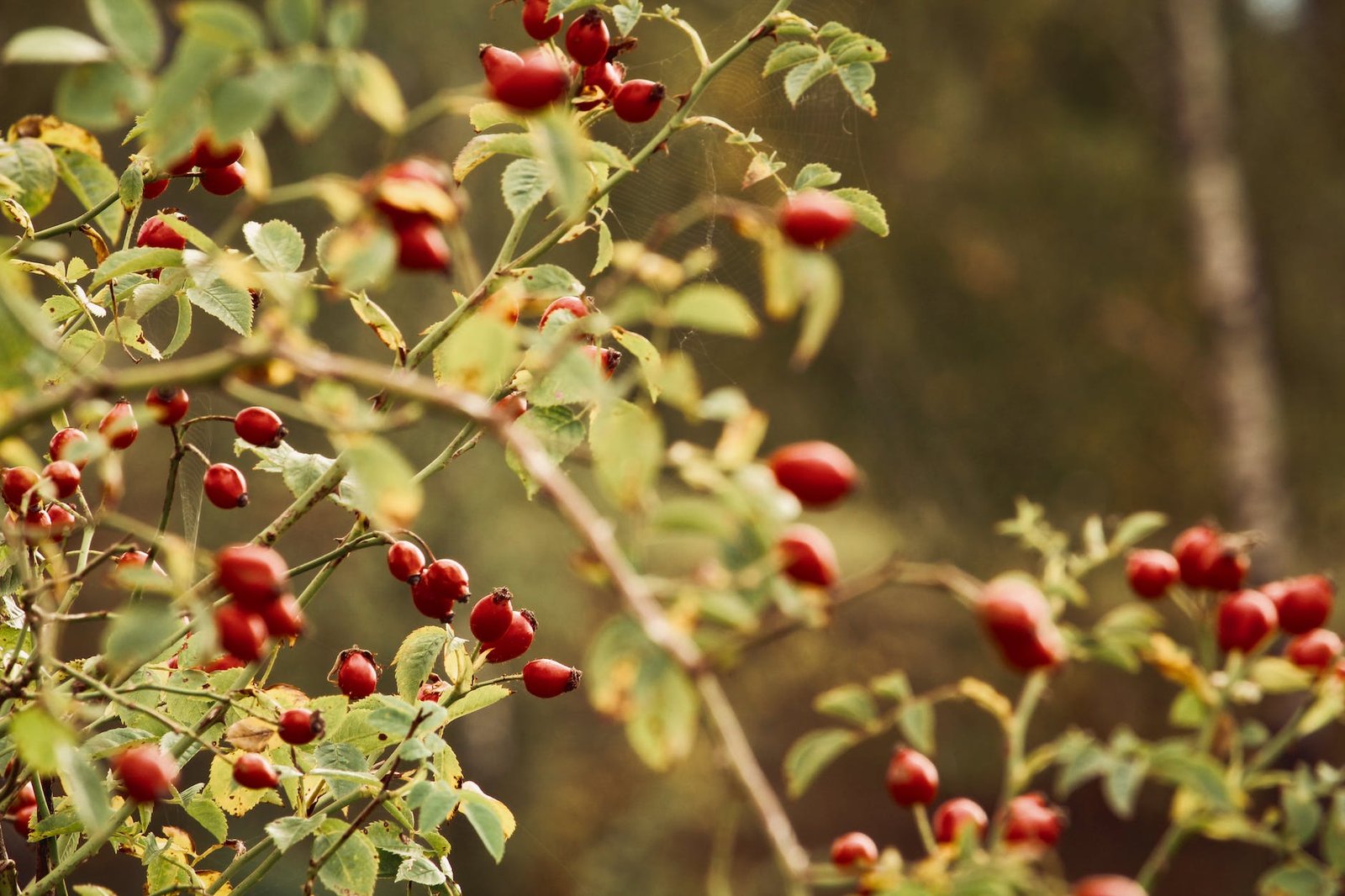 red fruits