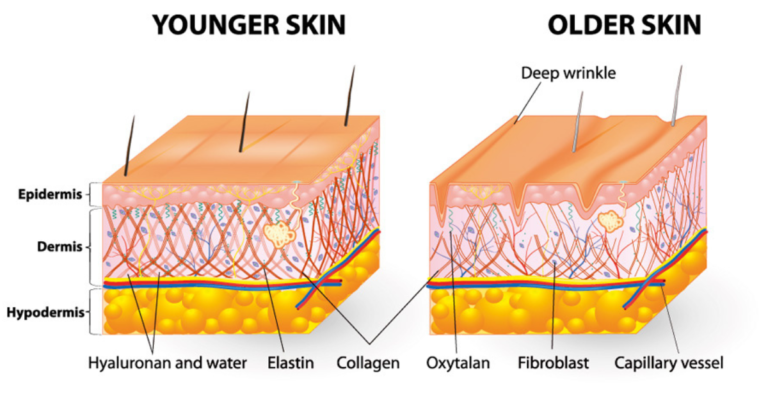 Collagen: Structure and Benefits for Skin Health