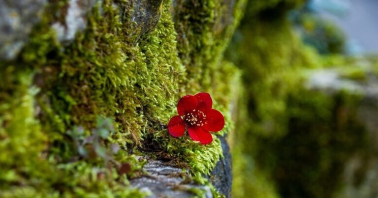 Sea Moss: Ancient Superfood for Modern Health